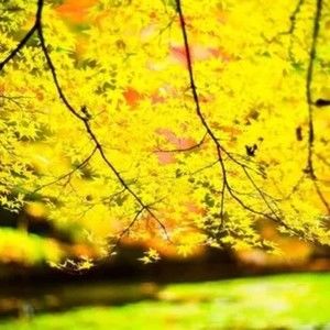 Meet your Posher, Joyce